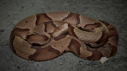 Copperhead snake (Agkistrodon contortrix)