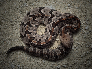 Canebrake Rattlesnake (Crotalus horridus)