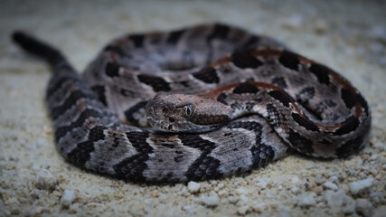 Baby Canebrake Rattlesnake (Crotalus horridus)