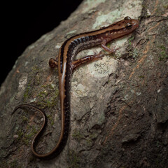 Three-lined salamander (Eurycea guttolineata)