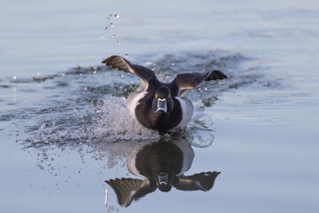 Ring Neck Duck in water making waves
