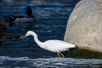 egret by fountain
