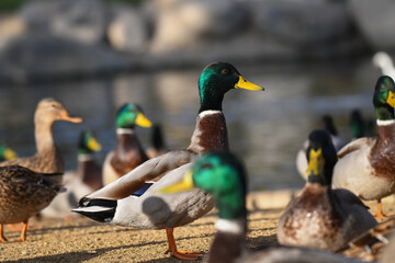 duck in park 