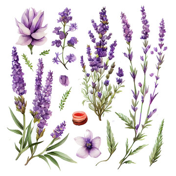 set vector illustation of watercolor provance lavender isolate on white background