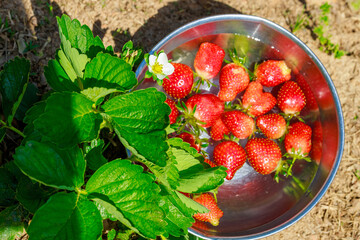 A bowl filled with red, juicy strawberries and water.