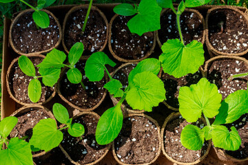The seeds of cucumber plant grow in a pot. Top view.