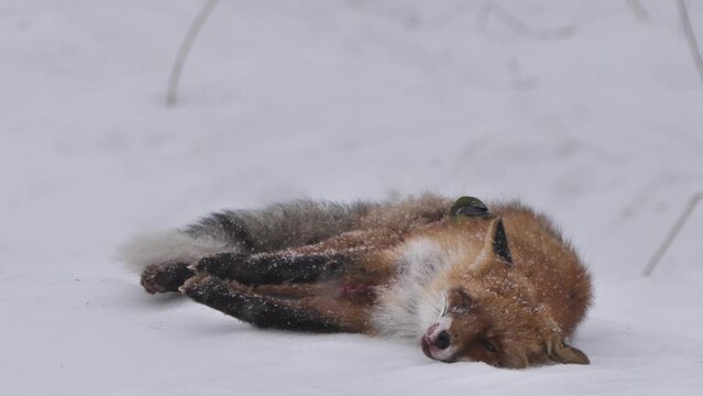 Dead red fox in winter forest