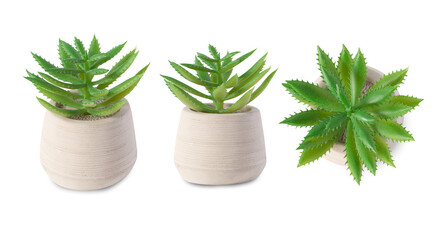 Set of Houseplant in pot isolated on white background with clipping path.