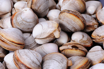 fresh raw Surf clam background