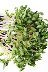 Black bean sprouts on white background