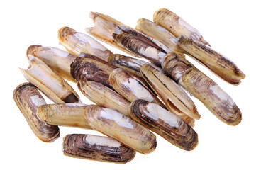 Razor clams isolated on white background.