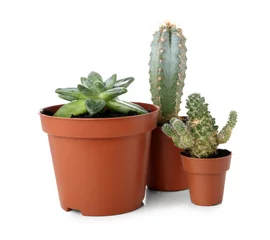 Glasschilderij Cactus in pot Succulent plants in pots on white background