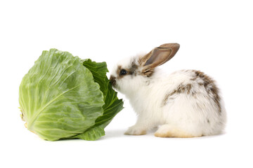 Cute white baby rabbit on white background