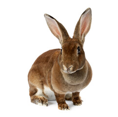 brown bunny rabbits isolated on white background 