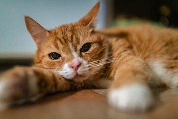 Fototapeta na wymiar Portrait of a domestic ginger elderly cat in the apartment.