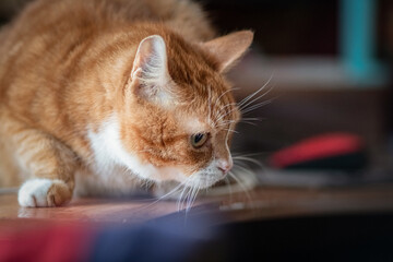 Portrait of a domestic ginger elderly cat in the apartment.