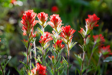 indian paintbrush 
