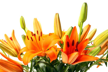 orange lily flower on white background.