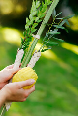 Hands Shaking the Lulav during the Jewish Festival of Sukkot