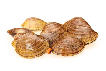 Clams on a white background
