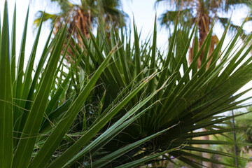 Fluffy yucca palm among shrubs in Turkey.