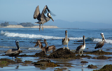 Pelican landing on rock on beach