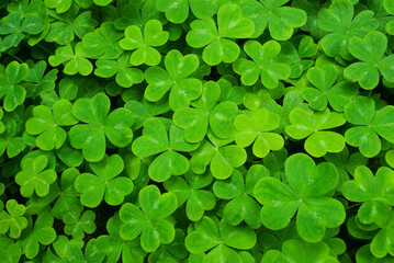 Clover Carpet 