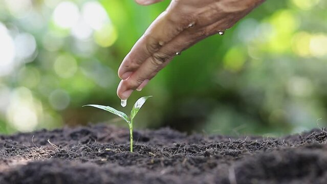 Farmer's hand watering young seedling on fertile soil. Hand watering young plant. Plant maintenance and water the seedlings that grow on fertile soils. Care of new life. Full HD.