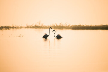 Silhouettes of Greater Flamingo Birds. Early morning nature. Water Landscape. bird sanctuary. Wallpaper with Greater Flamingo