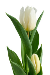 Fresh white tulips with green leaves, isolated, celebrating spring and Easter

