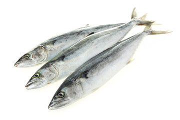 Spanish Mackerel on white background
