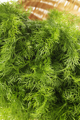 Fennel bunch on white background