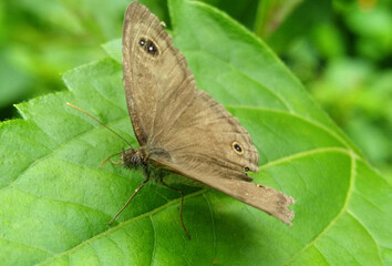 gray butterfly on a broad leaf