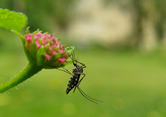 Mosquitoes perch on plant leaves