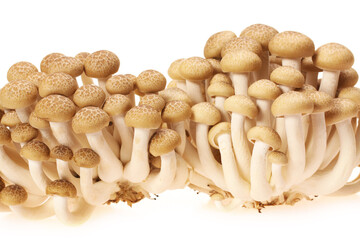 brown beech mushroom on white background 