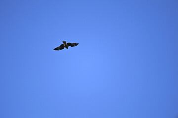 青空と飛ぶ鳥