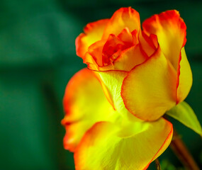 A bright yellow and orange Tea Rose