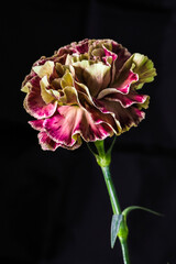 A variegated pink Carnation flower head