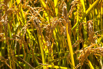 Rice that is ripening and ready to be harvested