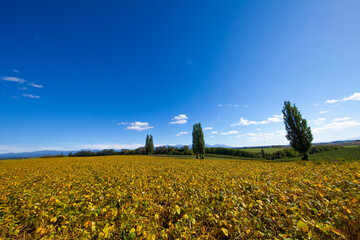 Obraz premium Poplar tree towering in the blue sky