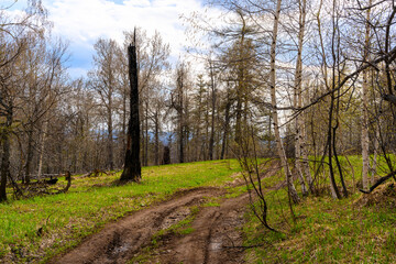 Fototapeta premium South Ural forest road with a unique landscape, vegetation and diversity of nature.