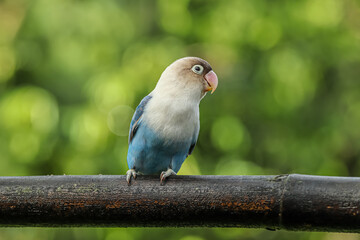 Blue Parrot Lovebird, Fischer's Lovebird, Blue White Lovebird standing on the perch