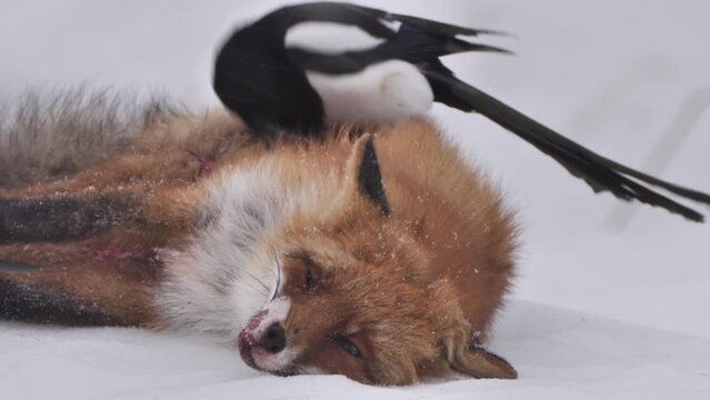 Magpie eating dead red fox in winter forest