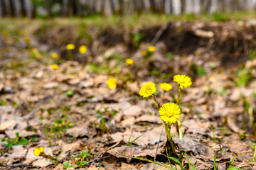 South Ural flower with a unique landscape, vegetation and diversity of nature.