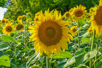 Fototapeta premium Beautiful sunflower in sunflowers field on summer with blue sky at Europe.