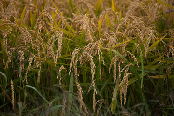 Rice that is ripening and ready to be harvested