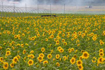 Obraz premium A field of sunflowers that smokes from burning