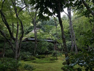[Japan] Mossy garden at Gioji Temple (Sagano, Kyoto city)