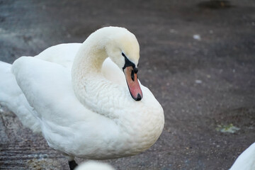 Obraz premium swan. the swan at a zoo. bird that lives in captivity.