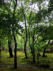Obraz premium [Japan] Mossy garden at Gioji Temple (Sagano, Kyoto city)